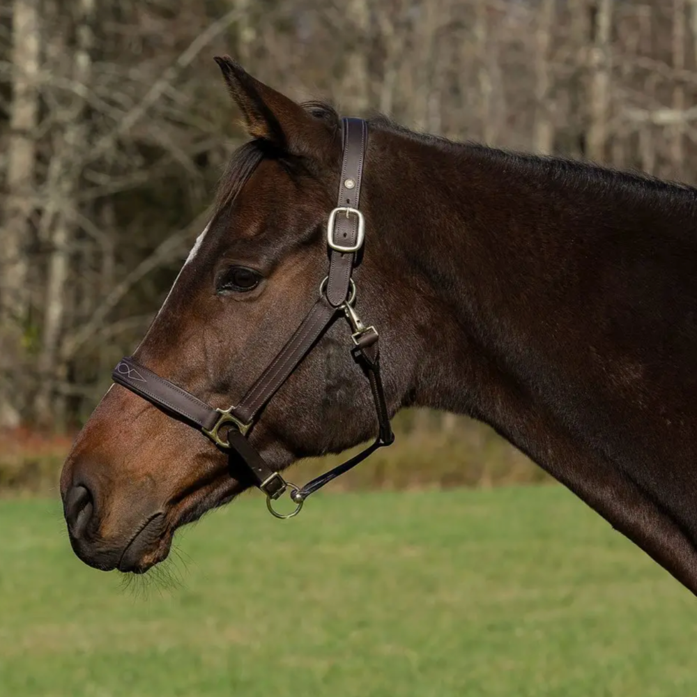 HDR Fancy Pro Padded Leather Halter